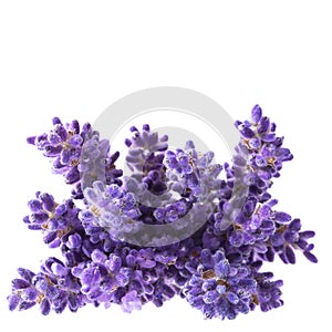 Bouguet of violet lavendula flowers isolated on white background, close up. photo