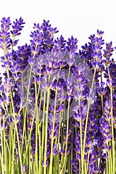 Bouguet of violet lavendula flowers isolated on white background, close up