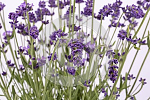 Bouguet of violet lavendula flowers isolated on white background, close up