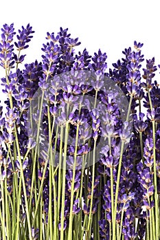 Bouguet of violet lavendula flowers on white background, close up