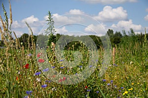 Bouket of wild flowers in the fields near farmland