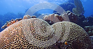 Boulder Brain Coral