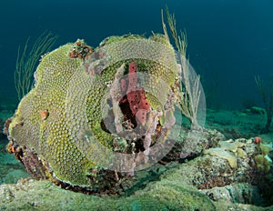 Boulder Coral