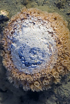 Boulder coral