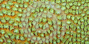 Boulder Coral, Bunaken National Marine Park, Indonesia