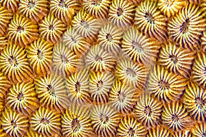 Boulder Coral, Lembeh, North Sulawesi, Indonesia