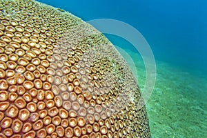 Boulder Coral, Lembeh, Indonesia