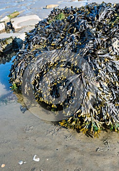 Boulder covered with bladderwrack