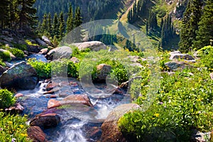 Boulder Creek Surrounded by Summer Wildflowers