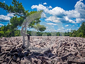 Boulder field in Hickory Run State Park