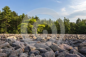 Boulder Field in Hickory Run State Park Pennsylvania