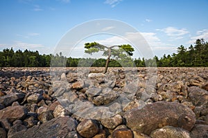 Boulder Field in Hickory Run State Park Pennsylvania