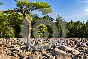 Boulder Field in Hickory Run State Park Pennsylvania