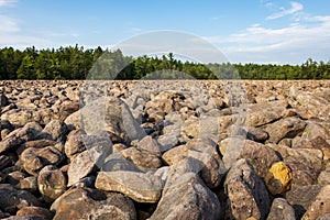 Boulder Field in Hickory Run State Park Pennsylvania