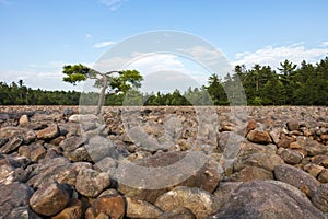 Boulder Field in Hickory Run State Park Pennsylvania