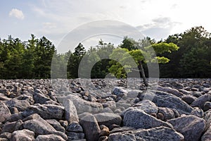 Boulder Field in Hickory Run State Park Pennsylvania