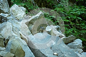Boulder Field on North Puyallup Trail Hosts Boulder Fields for Pika photo