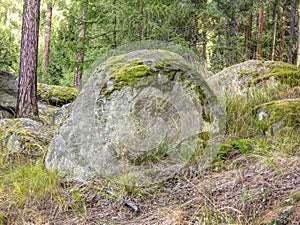 Boulder in forest