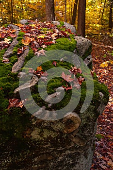 A boulder in a forest with a snake carving on it