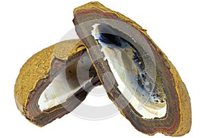 Boulder opal nut from Australia