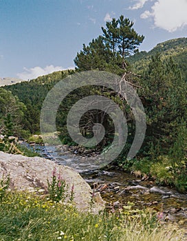 Boulder and Pine tree at the Riu de la Coma photo