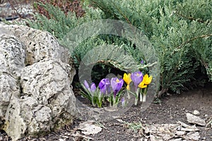 Boulder and purple and yellow flowers of Crocus vernus