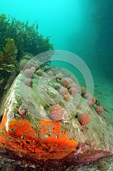 Boulder with sponges