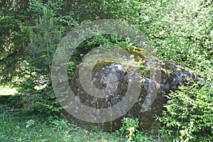 Boulder in the thickets of trees 0713