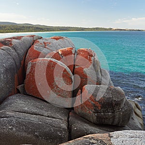 The boulders Bay of Fires - Tasmania