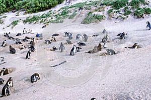 Boulders beach with African penguins Spheniscus demersus, with a view of False Bay in the background, Simon`s Town , Cape Town