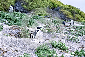 Boulders beach with African penguins Spheniscus demersus, with a view of False Bay in the background, Simon`s Town , Cape Town