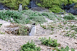 Boulders beach with African penguins Spheniscus demersus, with a view of False Bay in the background, Simon`s Town , Cape Town