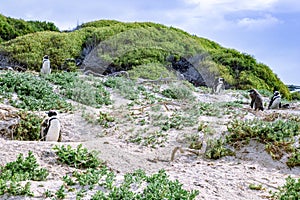 Boulders beach with African penguins Spheniscus demersus, with a view of False Bay in the background, Simon`s Town , Cape Town