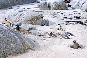 Boulders beach with African penguins Spheniscus demersus, with a view of False Bay in the background, Simon`s Town , Cape Town