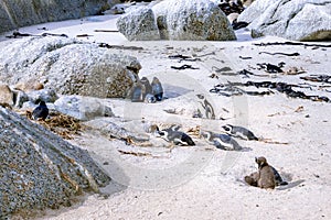 Boulders beach with African penguins Spheniscus demersus, with a view of False Bay in the background, Simon`s Town , Cape Town