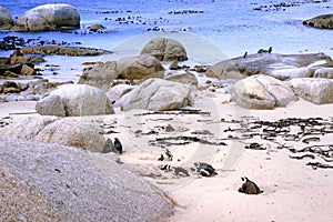 Boulders beach with African penguins Spheniscus demersus, with a view of False Bay in the background, Simon`s Town , Cape Town