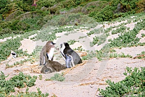 Boulders beach with African penguins Spheniscus demersus, with a view of False Bay in the background, Simon`s Town , Cape Town