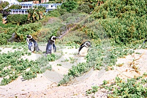 Boulders beach with African penguins Spheniscus demersus, with a view of False Bay in the background, Simon`s Town , Cape Town