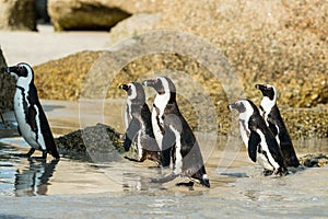 Boulders Beach penguin colony, Simonstown in South Africa