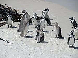 Boulders Beach Molting Penguins