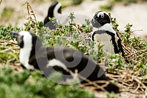 Boulders Beach penguin colony, Simonstown in South Africa