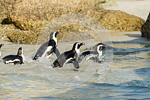 Boulders Beach penguin colony, Simonstown in South Africa