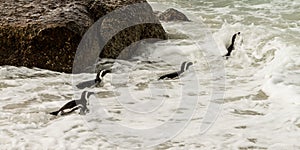 Boulders Beach penguin colony, Simonstown in South Africa