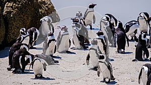 Boulders Beach in Simons Town, Cape Town, South Africa. Beautiful penguins. Colony of African penguins