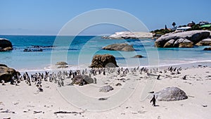 Boulders Beach in Simons Town, Cape Town, South Africa. Beautiful penguins. Colony of African penguins