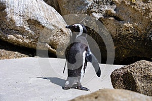 Boulders beach in Simons Town, Cape Town, South Africa. Beautiful penguins. Colony of african penguins on rocky beach in