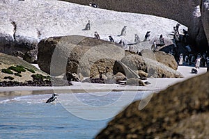 Boulders beach in Simons Town, Cape Town, South Africa. Beautiful penguins. Colony of african penguins on rocky beach in