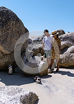 Boulders beach in Simons Town, Cape Town, South Africa. Beautiful penguins. Colony of african penguins on rocky beach in