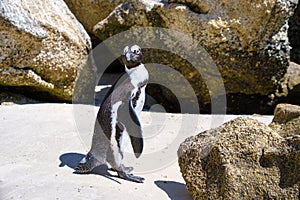Boulders beach in Simons Town, Cape Town, South Africa. Beautiful penguins. Colony of african penguins on rocky beach in