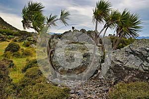 boulders, cabbage trees and coastal vegetation on a stormy day. Baring Head, Wellington, New Zealand